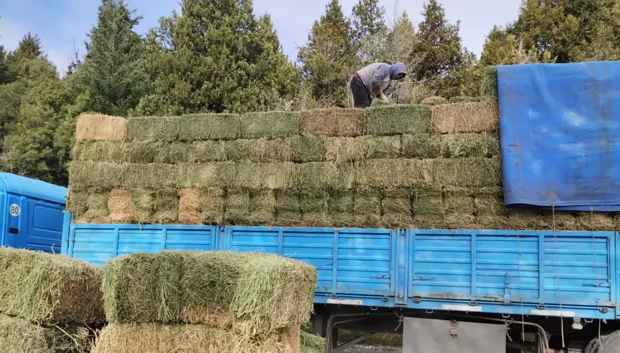 En Río Negro, comenzó el reparto de alfalfa a productores ganaderos aislados por la nieve