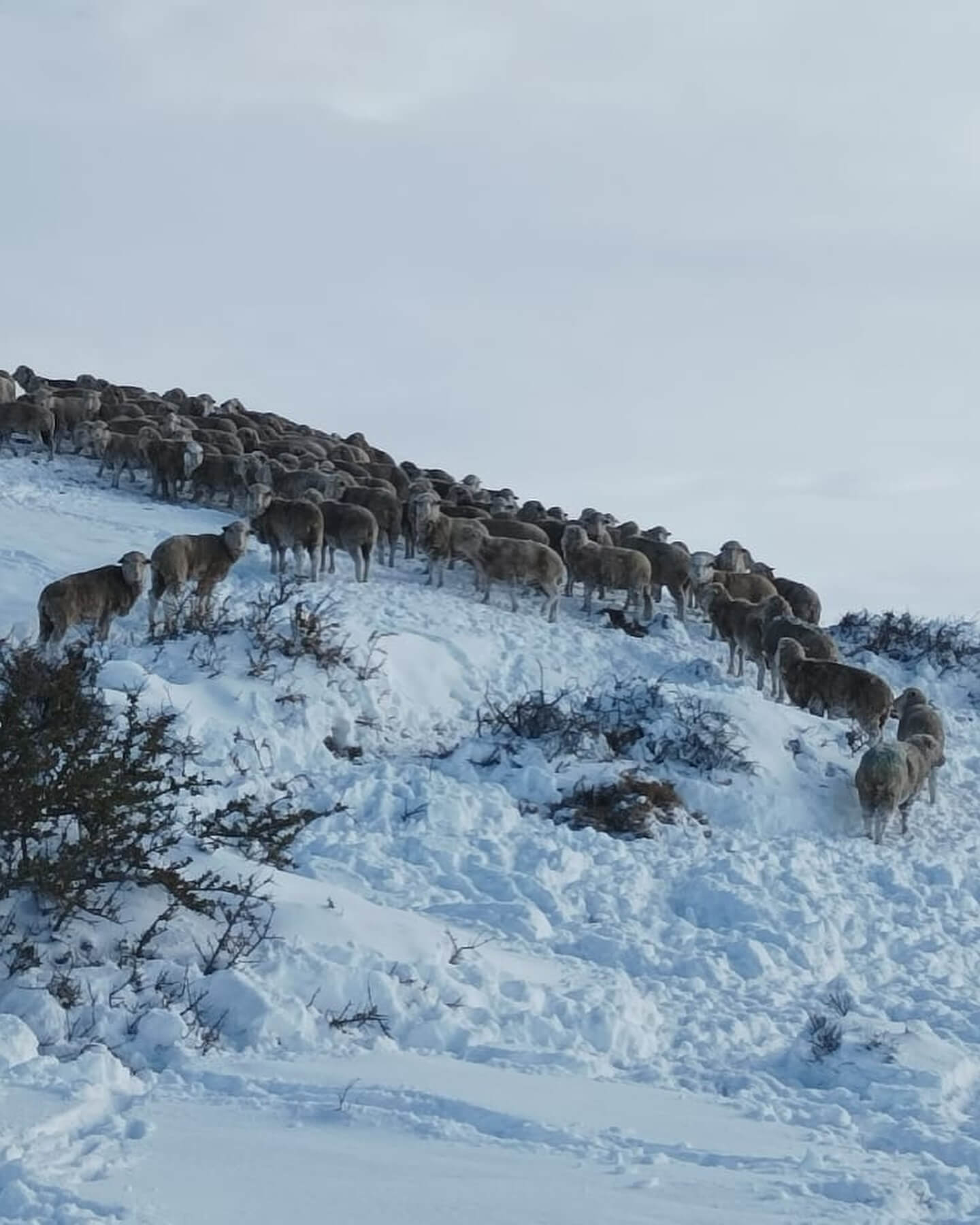 Nevadas en la Patagonia: el dramático testimonio de un productor que tiene 8.400 animales en riesgo 2 449084586 18356656492107073 7076258424008524754 n