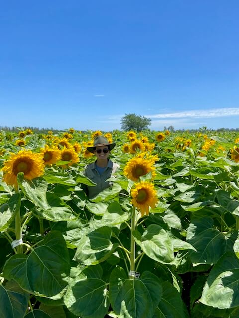 Con marcadores moleculares, el girasol confitero logra mayor resistencia a herbicidas 2 Josefina