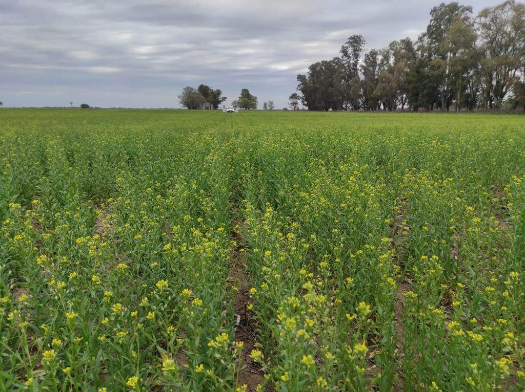 Sembraron 1.000 hectáreas de camelina, tuvieron muy buenos resultados y ahora duplicarán la apuesta 2 WhatsApp Image 2024 06 13 at 10.08.08