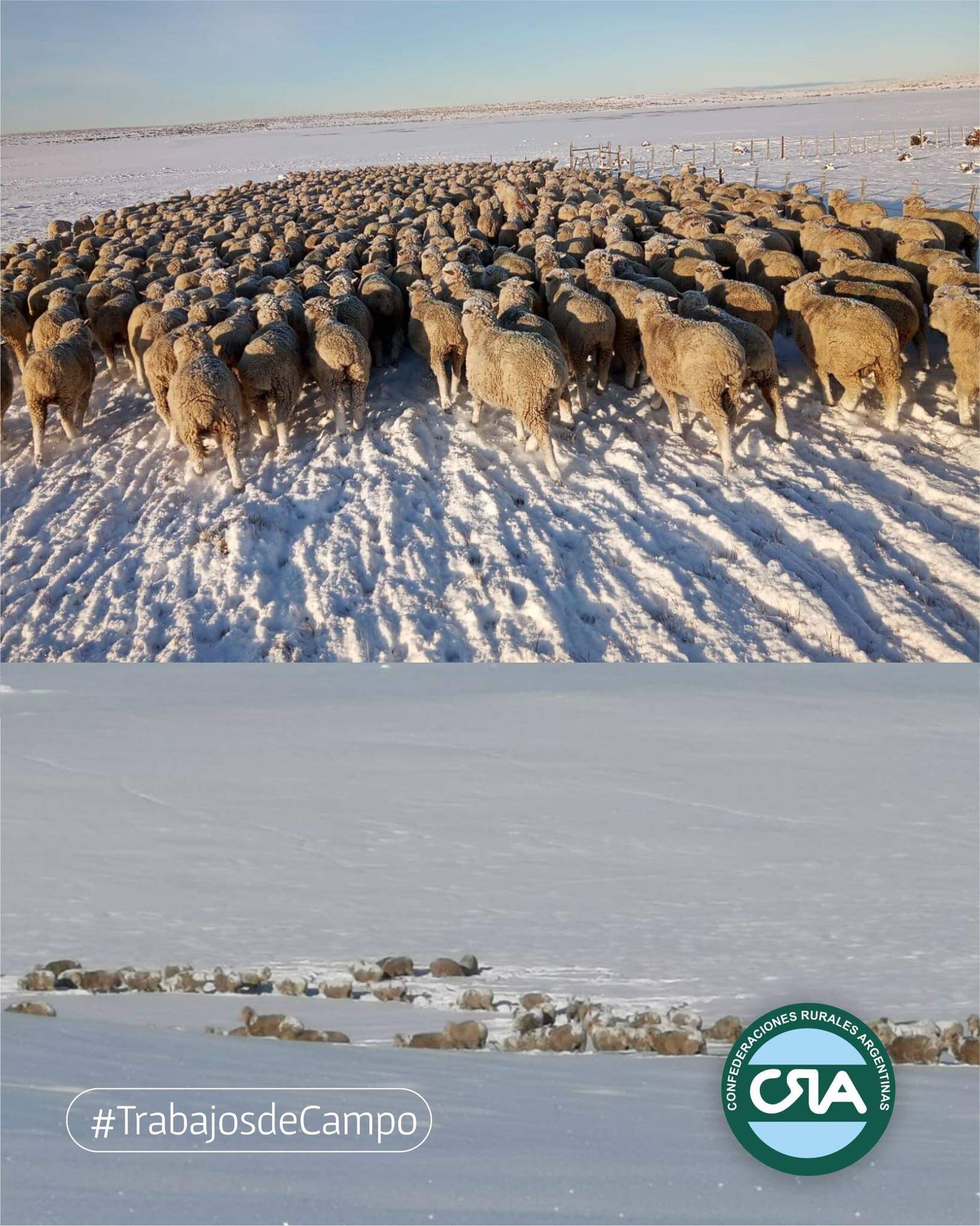 Nevadas en la Patagonia: el dramático testimonio de un productor que tiene 8.400 animales en riesgo 1 ovinos