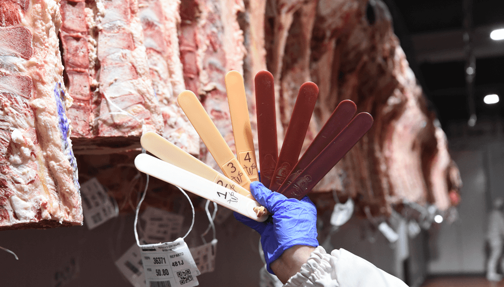 Tipificación bovina: modernizan y extienden un sistema clave para mejorar la calidad de la carne 1 faena tipificacion bovina