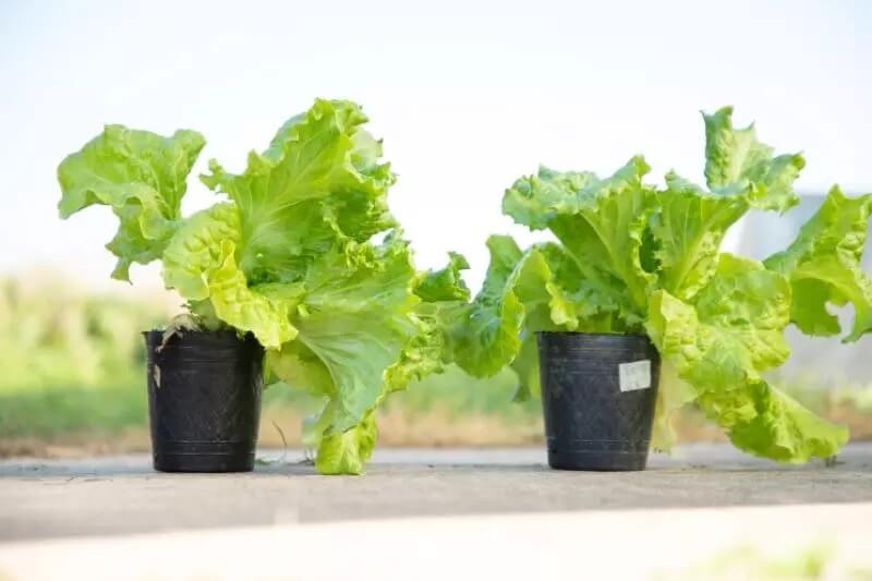 Una lechuga con más hojas: la "crespa" de INTA que revoluciona la horticultura 1 mas lechuga