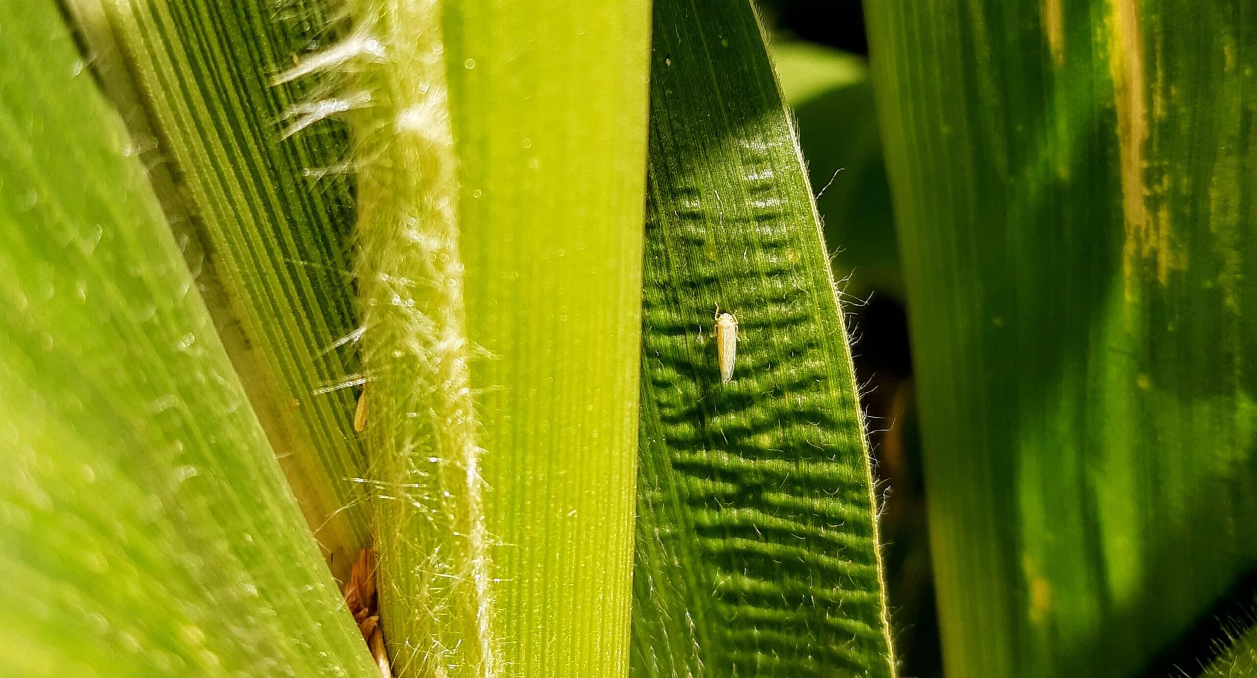 Liderando soluciones: el desafío de complementar las prácticas habituales con los biológicos 1 Dalbulus maidis Chicharrita de maiz Mulsanne scaled
