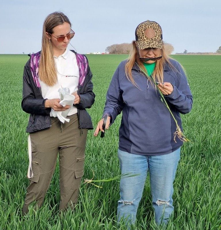 La “ruta de la roya”: una guía para sortear los obstáculos de las enfermedades en trigo y cebada 1 Ing. Agr.Especialista Desarrollo de Mercado Sumitomo Chemical Ing. Agr. Lucrecia Couretot Fitopatologa rotated e1728579258519