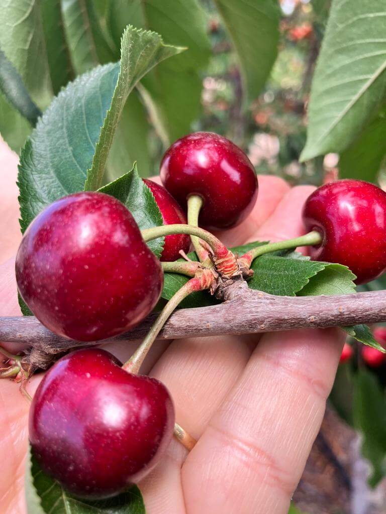 Mendoza comenzó la cosecha temprana de cereza y "primerea" en el mercado mundial 1 cerezas 4