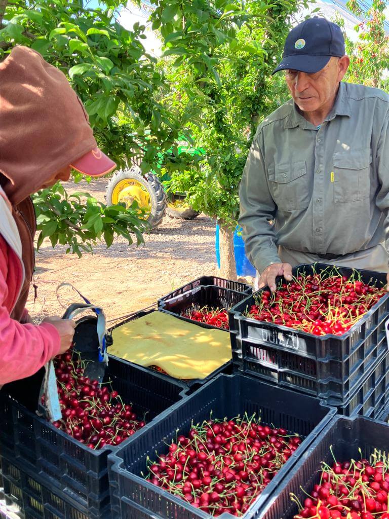 Mendoza comenzó la cosecha temprana de cereza y "primerea" en el mercado mundial 2 cerezas 5