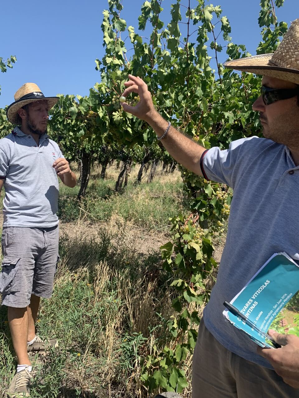 INTA criollas Niven 3