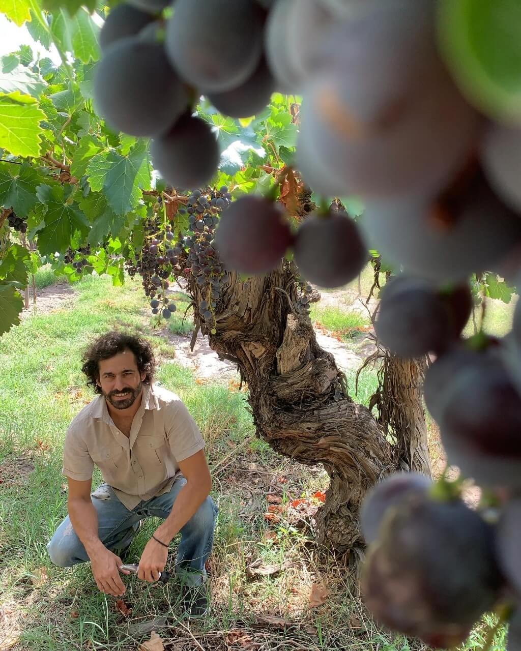 En Mendoza, una bodega y el INTA maridaron una alianza que busca poner en valor a las uvas "criollas" 1 Uva criolla