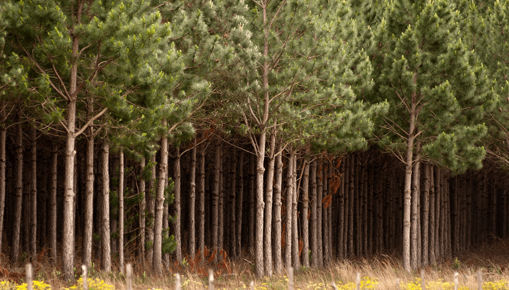 El NEA, con una "dinámica positiva": el impulso de la bioenergía, el arroz, la yerba y la forestación 1 industria forestal arboles gobierno