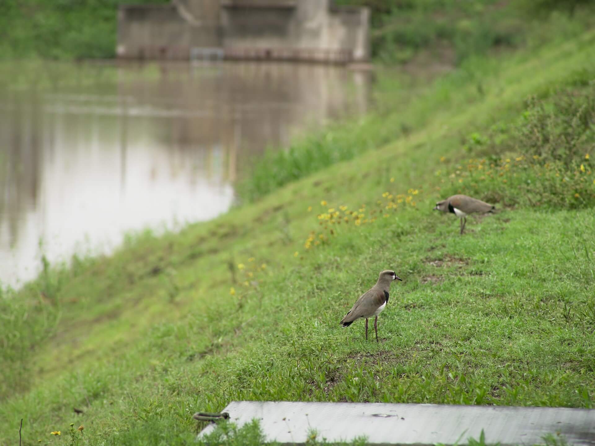 Sustentabilidad: una firma de peso en maquinarias protegerá la flora y fauna autóctonas de su predio 3 687238