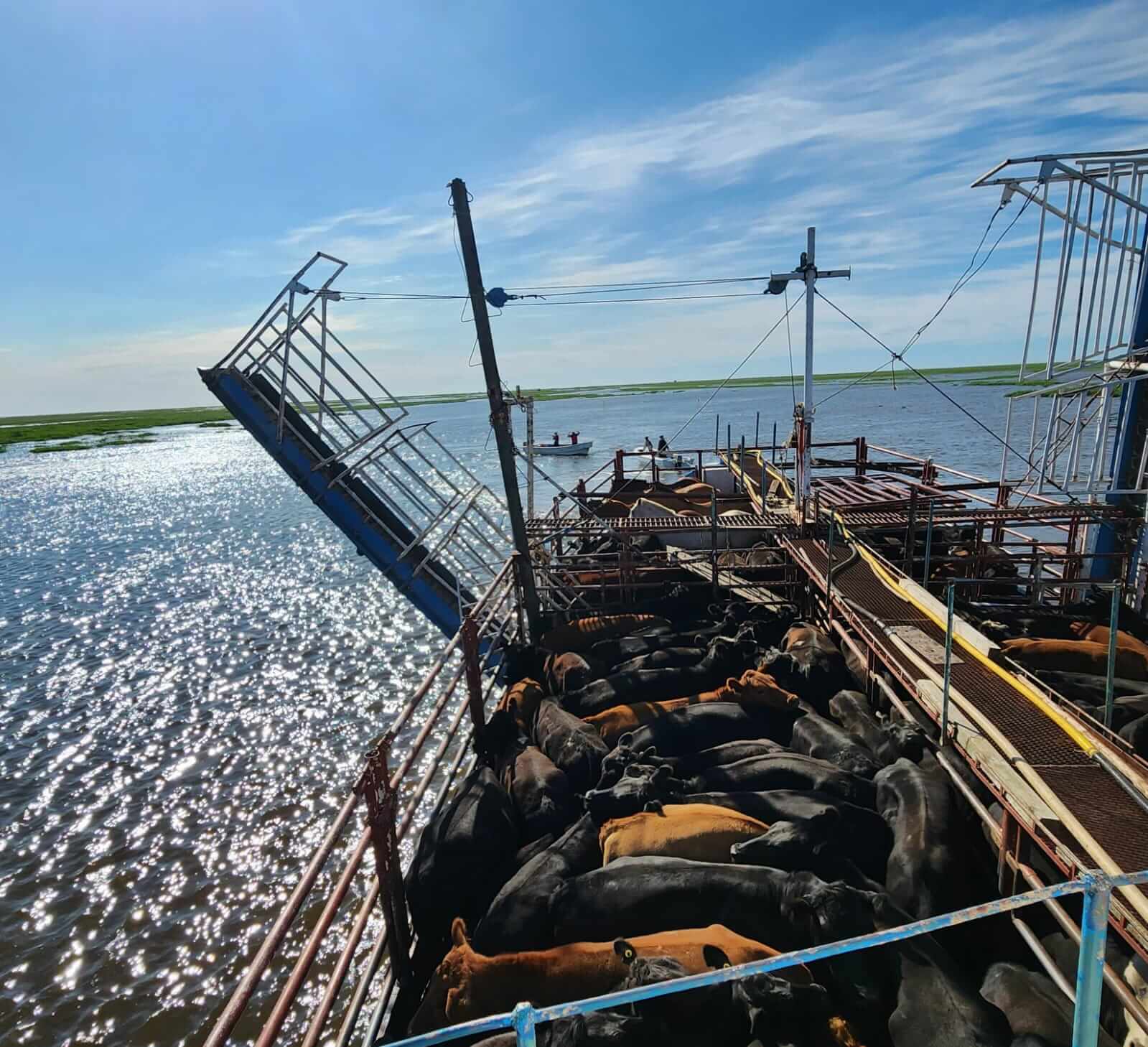 Es ganadera y capitana de barco en las islas del Delta: “Trato de mostrar un lugar que no es visible” 5 Barco y vacas02