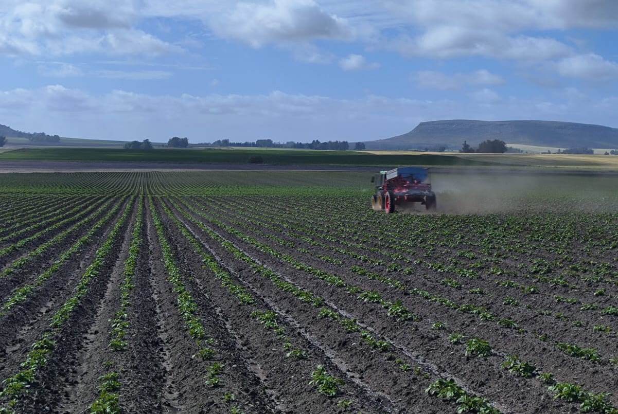 Una solución insecticida contra chinches y trips: productores de Balcarce cuentan su experiencia 1 Cultivo de Papa 1