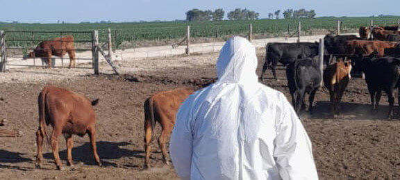 Senasa busca controlar un brote de carbunclo en el norte de La Pampa 1 Senasa