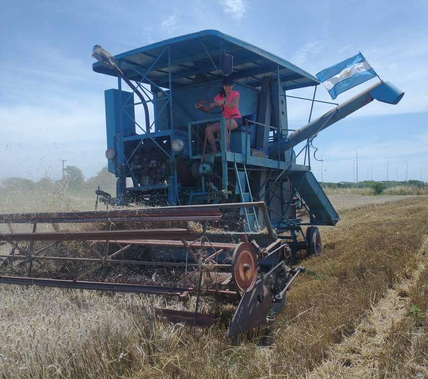 Un hobby productivo: Marcelo, el contratista de Rancagua que cosecha trigo con una máquina de 1960 2 a segunda