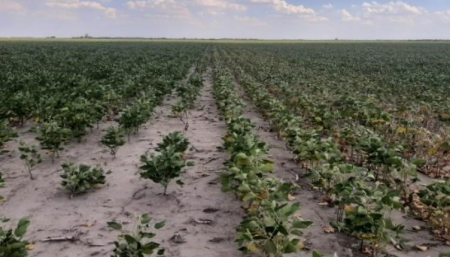 Un lote de soja afectado por estrés hídrico y térmico en Avellaneda, Santa Fe (Bolsa de Cereales de Buenos Aires)
