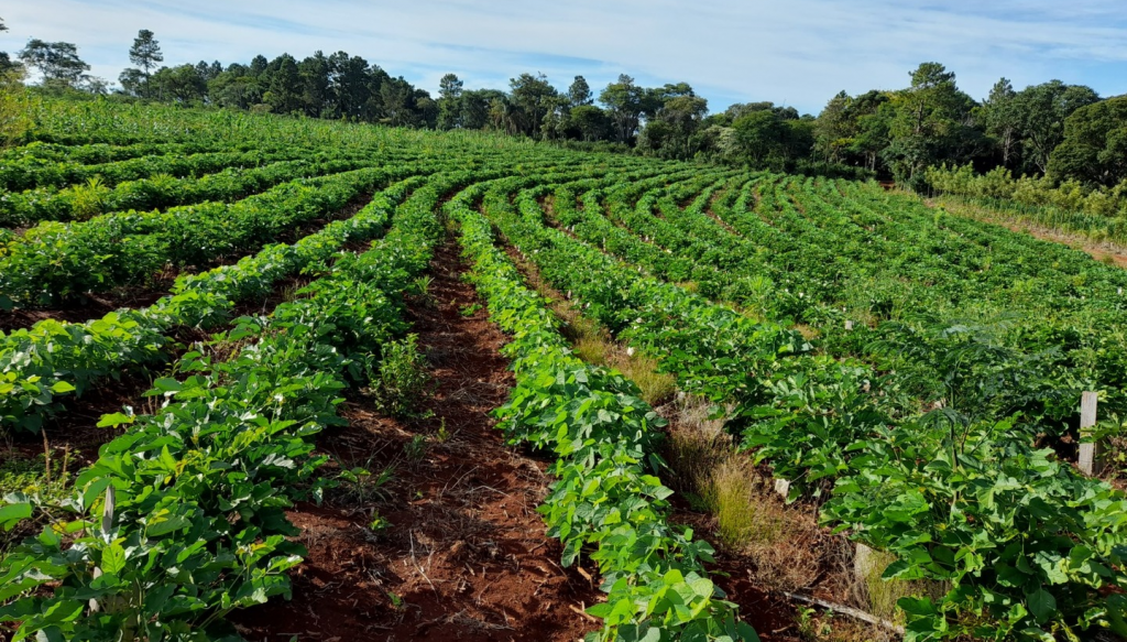 yerba mate plantacion