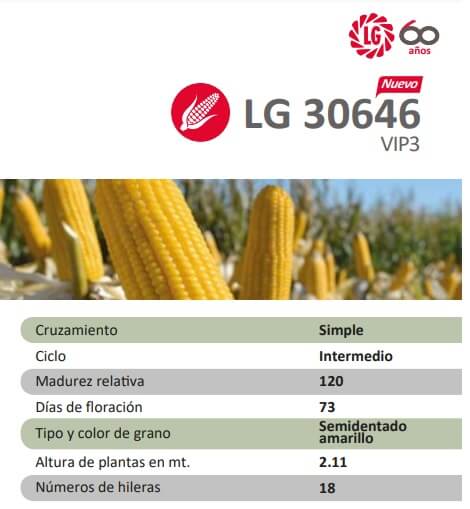 Mientras avanza la cosecha de maíz, asoman más híbridos para la próxima siembra 1 LG 30646