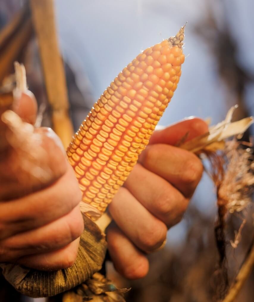 En la vidriera de Expoagro se mostrará un nuevo híbrido de maíz para "todo el rango de ambientes" 2 mail
