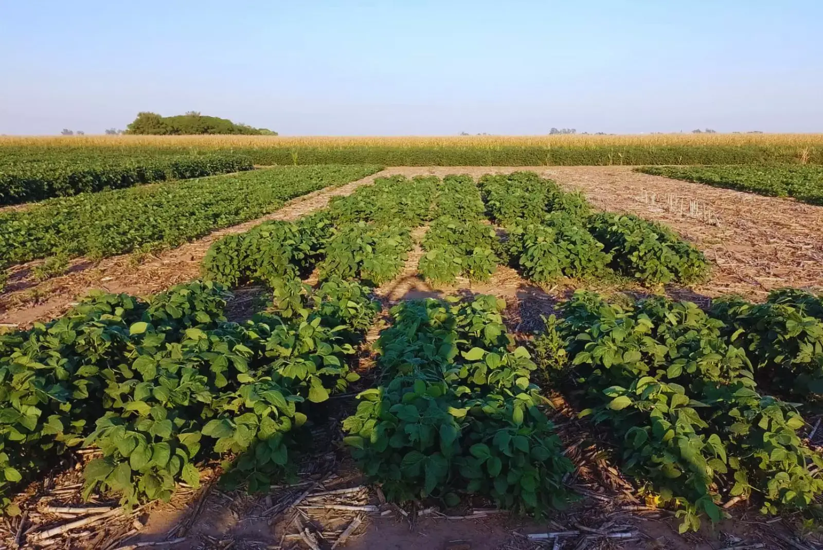 Hito científico, con participación del INTA: un biofertilizante que aumenta 6% los rindes de la soja 1 1 251.jpg