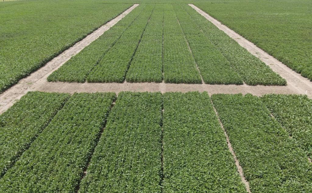 Laboratorio a cielo abierto: en Carmen de Areco, crece un proyecto que impulsa la innovación en el agro
