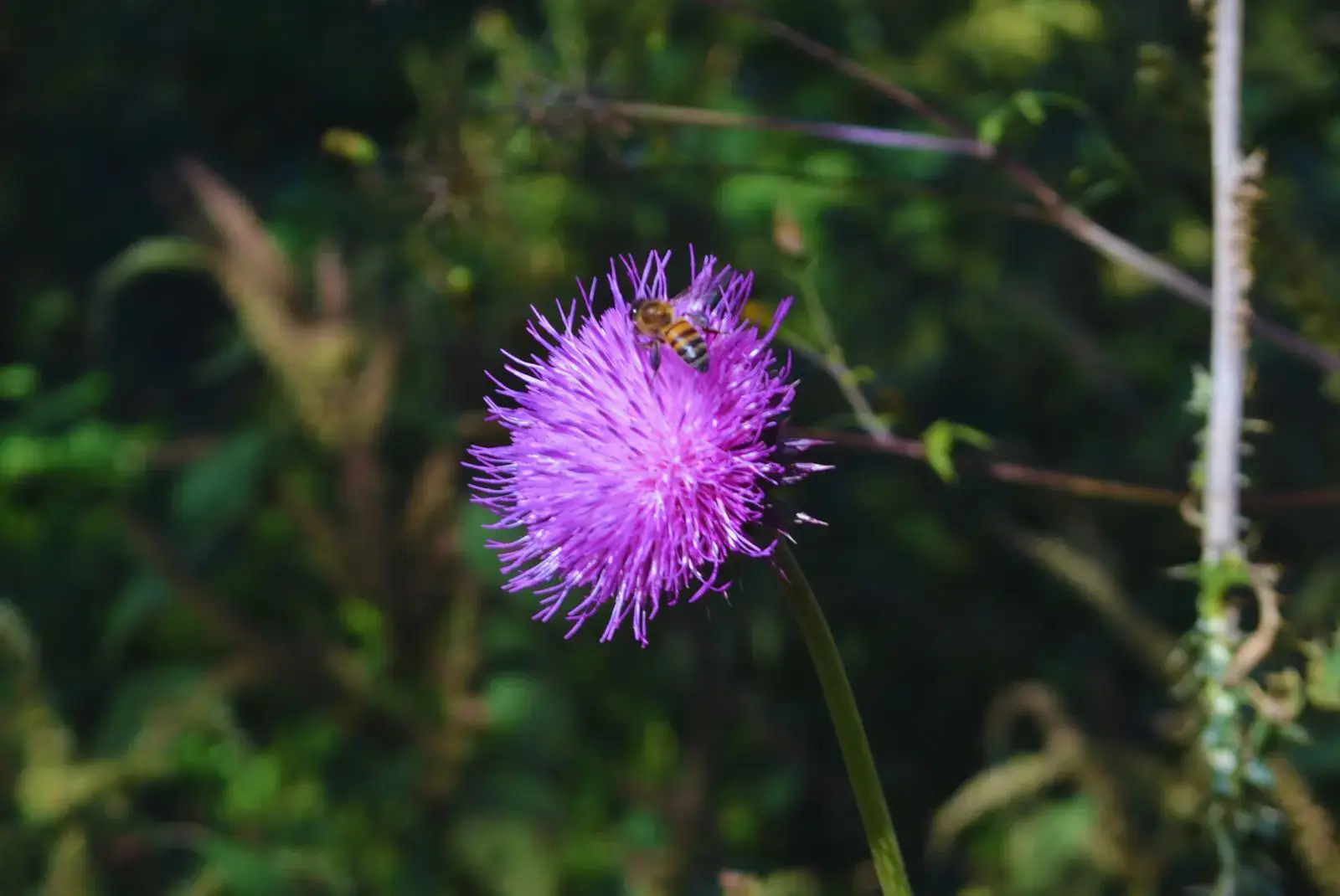 Apicultura selectiva: ¿cuáles son las especies florales de mejor aptitud para producir? 1 Apiculturacatamarca 1.jpg