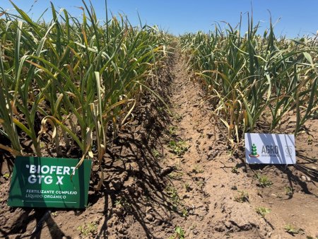 Un agro más sustentable: el ajo también logra un salto productivo de la mano de los bioinsumos 1 Cultivo organico
