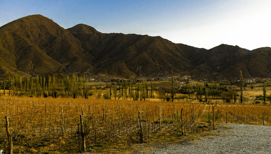 vinedo salta valle calchaqui