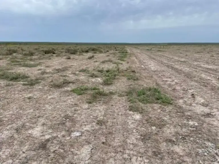 En La Pampa buscan frenar la salinización de los suelos: hay más de 300.000 hectáreas en riesgo 1 835a1952 08f1 4a9b 99b6 e127b8146966