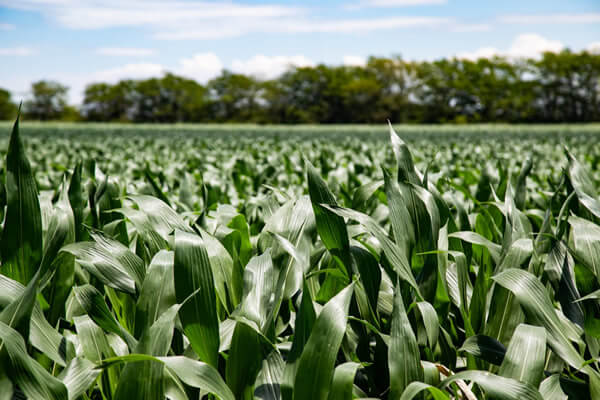 Con el foco en "nutrir el suelo" para "alimentar el futuro", llega un nuevo Simposio Fertilidad a Rosario 1 NUTRI
