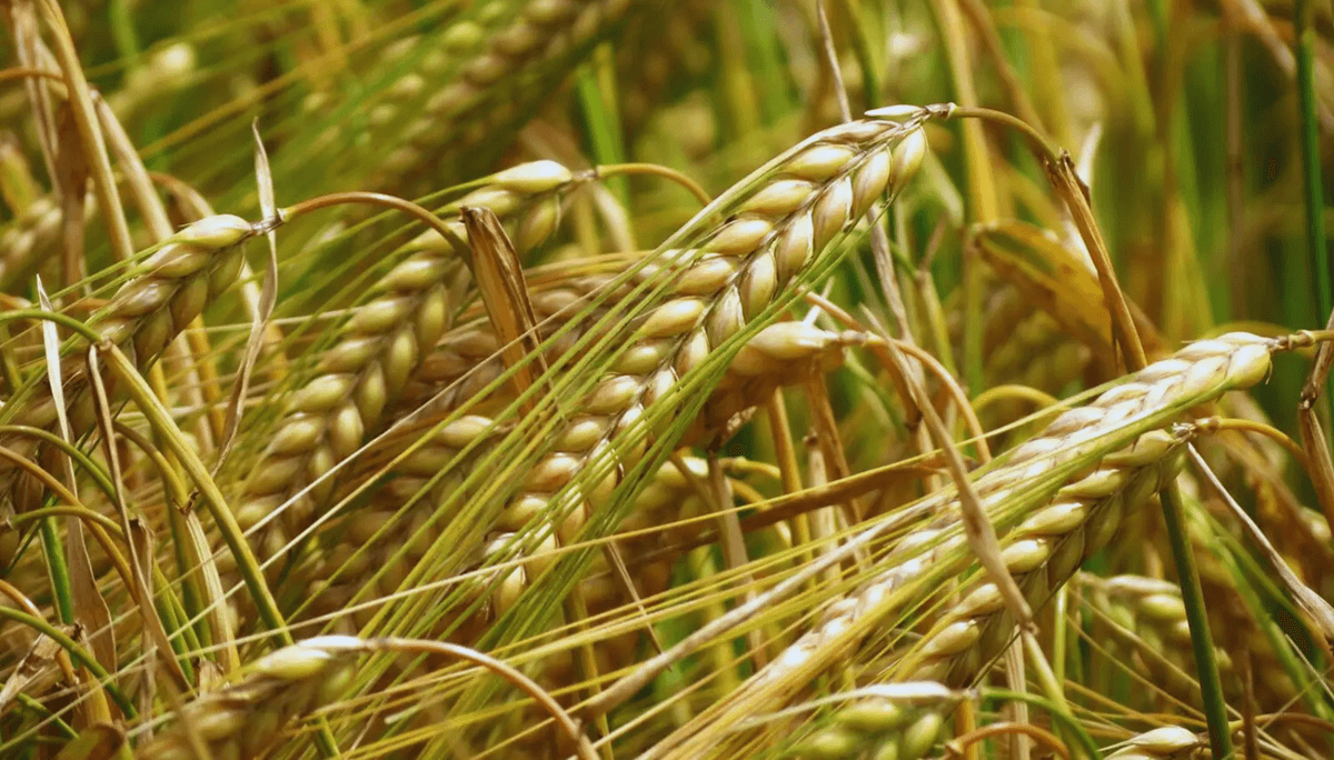 Cebada La Campa a 2025 26 Suma Una Nueva Variedad Que Supera Todos Los 
