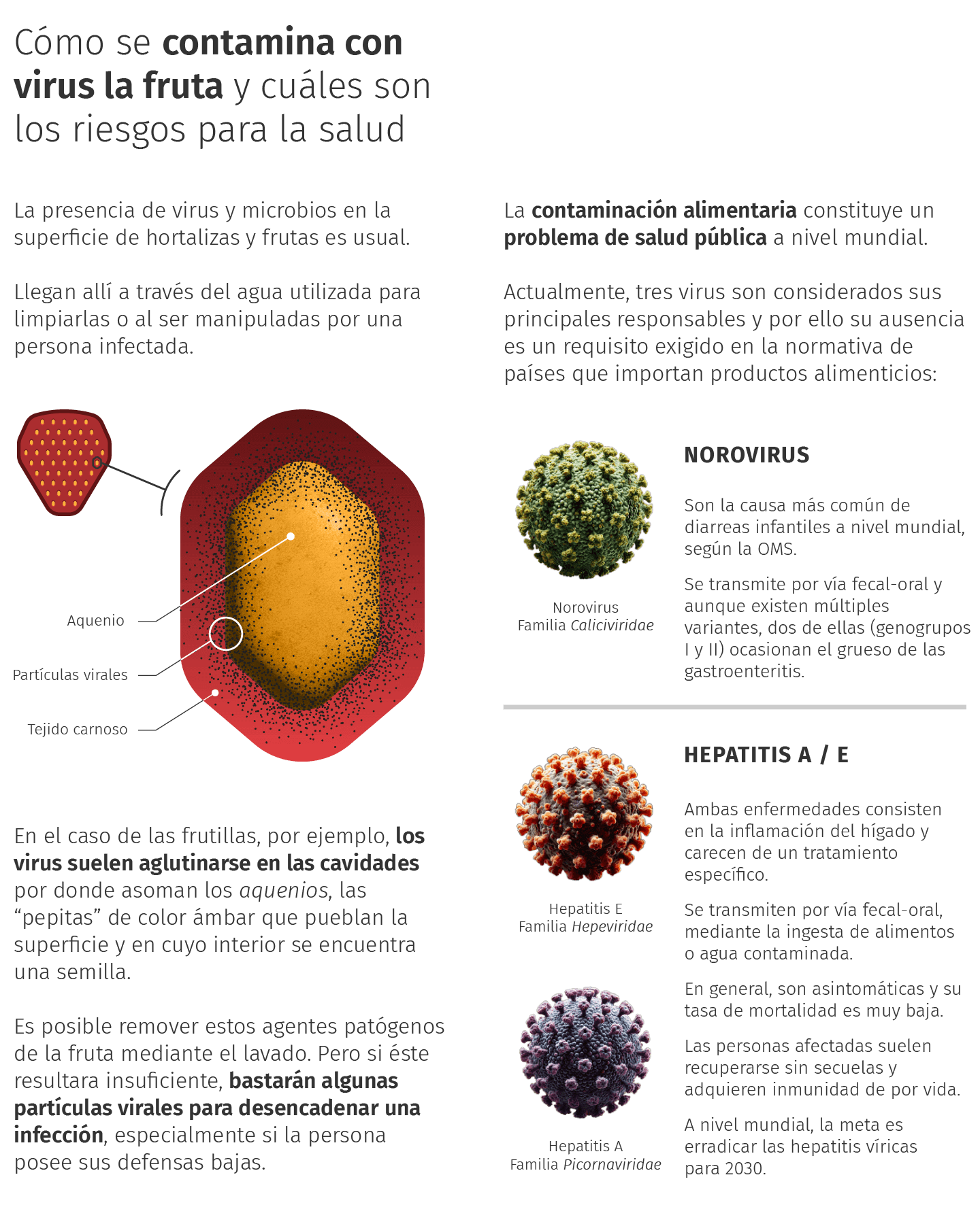 Frutillas y arándanos: científicos de Córdoba van por un logro clave para mejorar las exportaciones 1 como se contaminan frutillas y arandanos