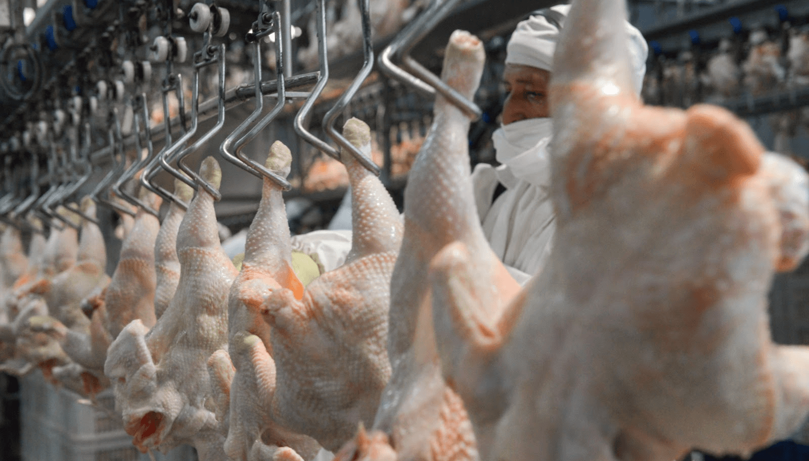 faena pollos carne aviar