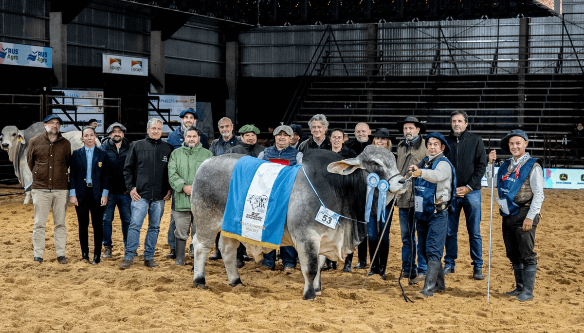 gran campeon macho brahman
