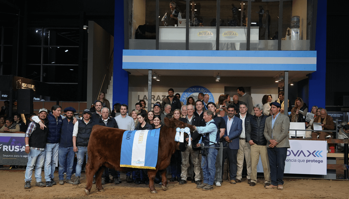 gran campeona angus otono colorada