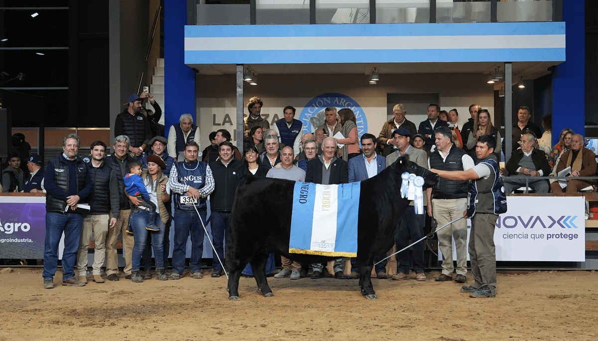 gran campeona hembra angus otono