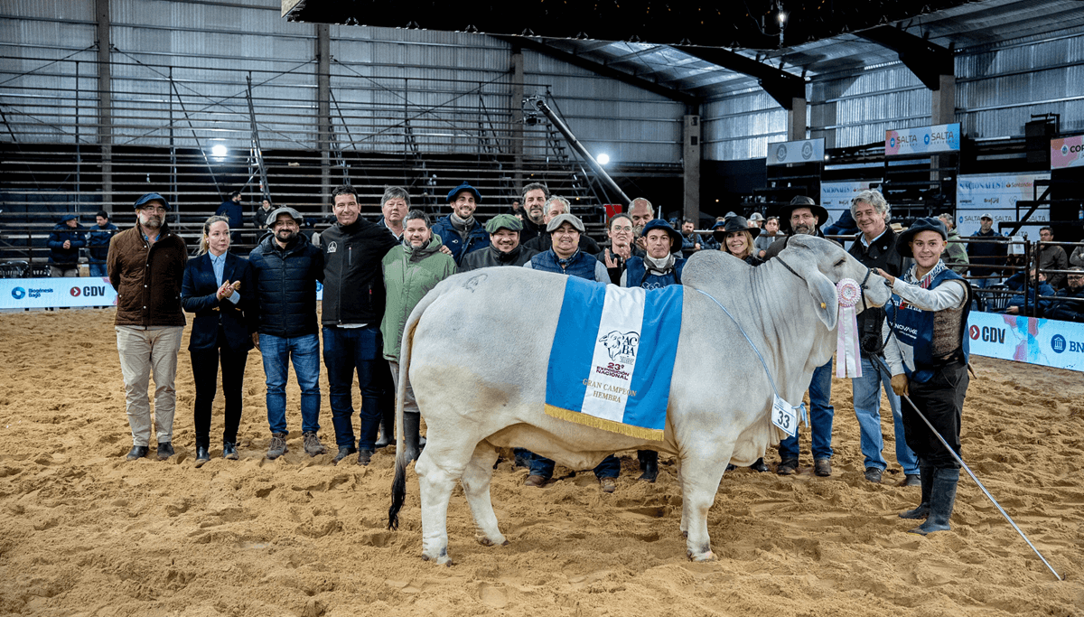 hembra brahman campeona