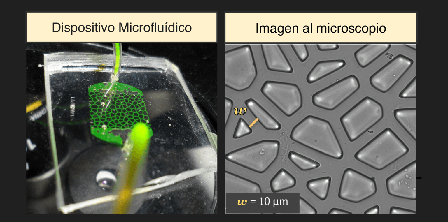 Ciencia y agro: crean un microchip para ver cómo “nadan” las bacterias en el suelo y fijan nitrógeno 2 microchip interior 1536x762 1