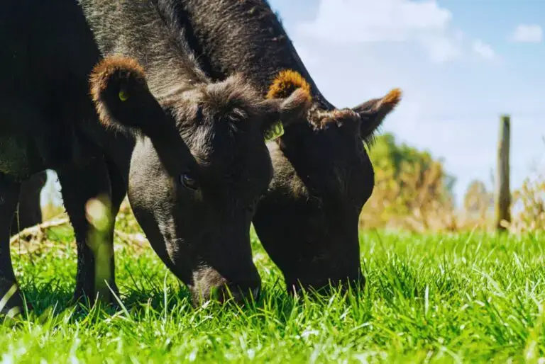 Forrajes 4.0: con sensores remotos, monitorean “en tiempo real” el crecimiento de las pasturas 1 pasto