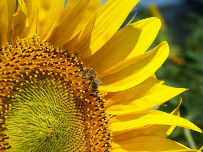 apis girasol