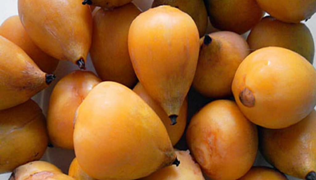 frutos palmera yatay