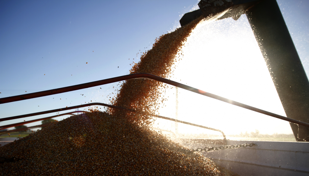 cosecha maiz gobierno