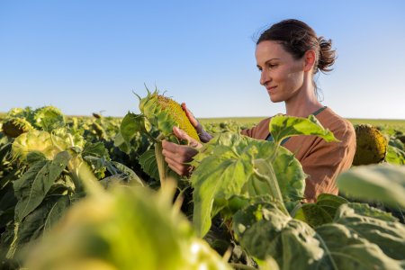 Las otras plagas girasol Syngenta