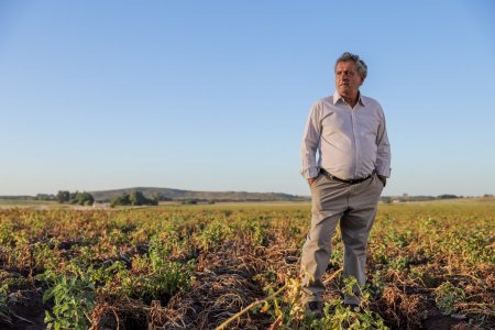 Las otras plagas papa Syngenta