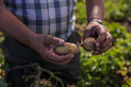Las otras plagas papa Syngenta