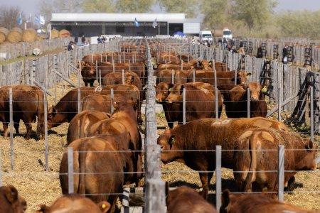 En Pasteur, un remate de Angus y Limangus ratificó la alta demanda por genética de calidad 5 20250828 0065