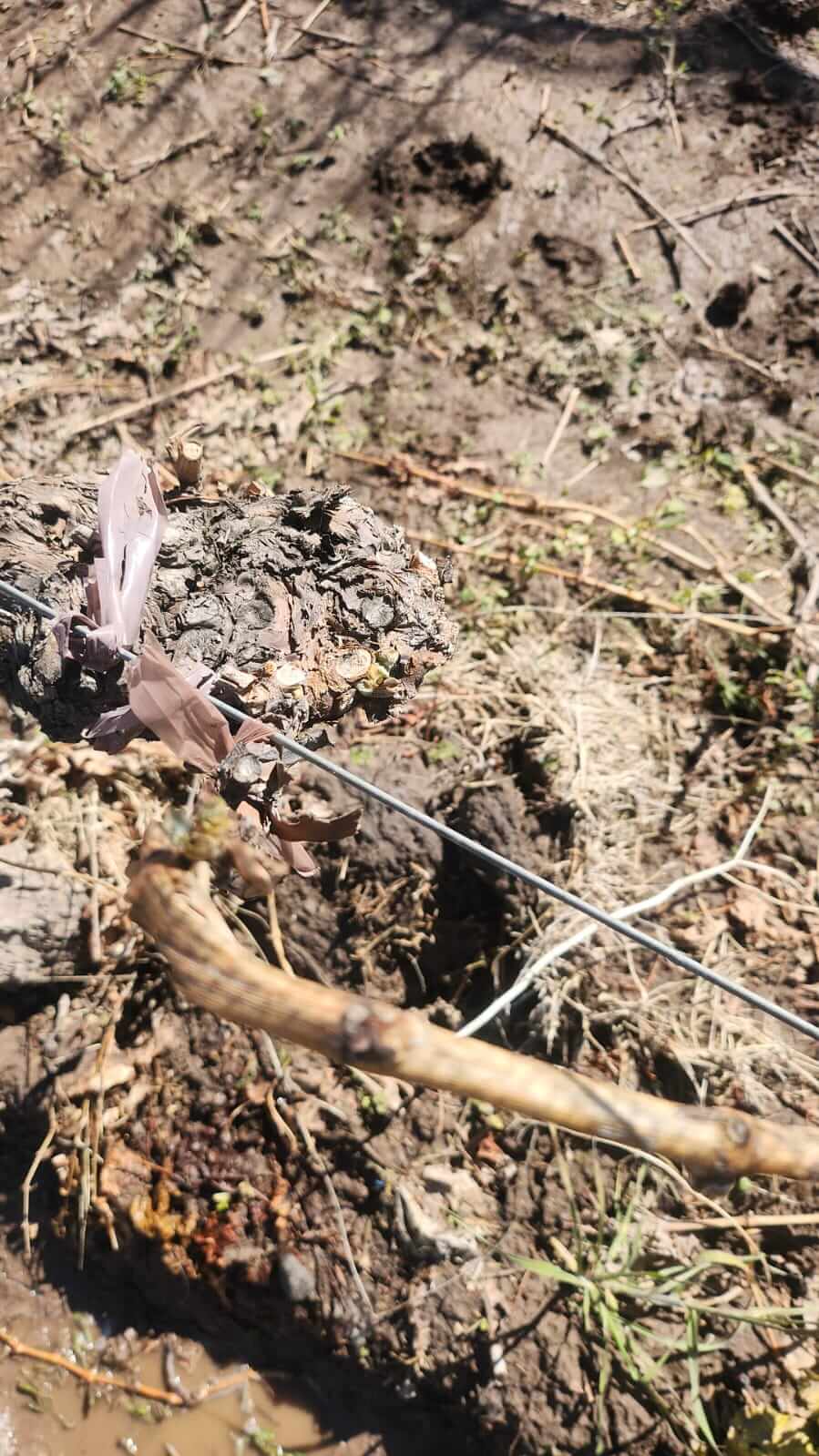 Granizo San CArlos 2