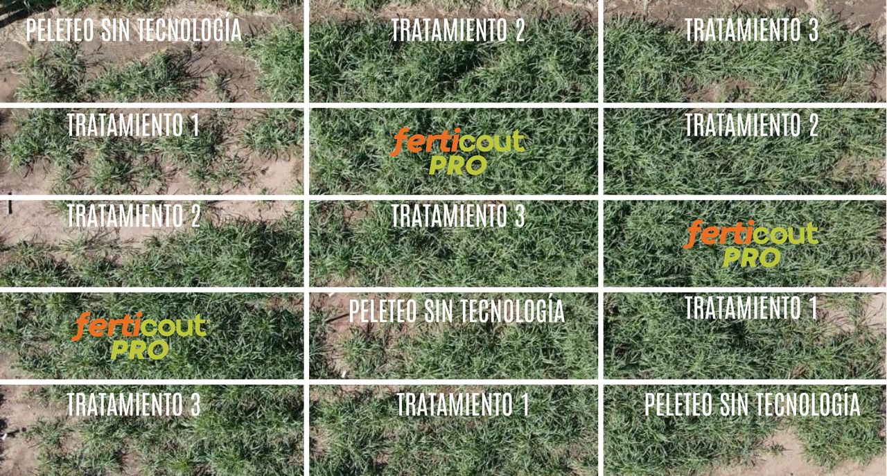 Innovación en forrajes: con tratamiento de semillas, se puede duplicar el volumen de materia seca 1 ansayo peman