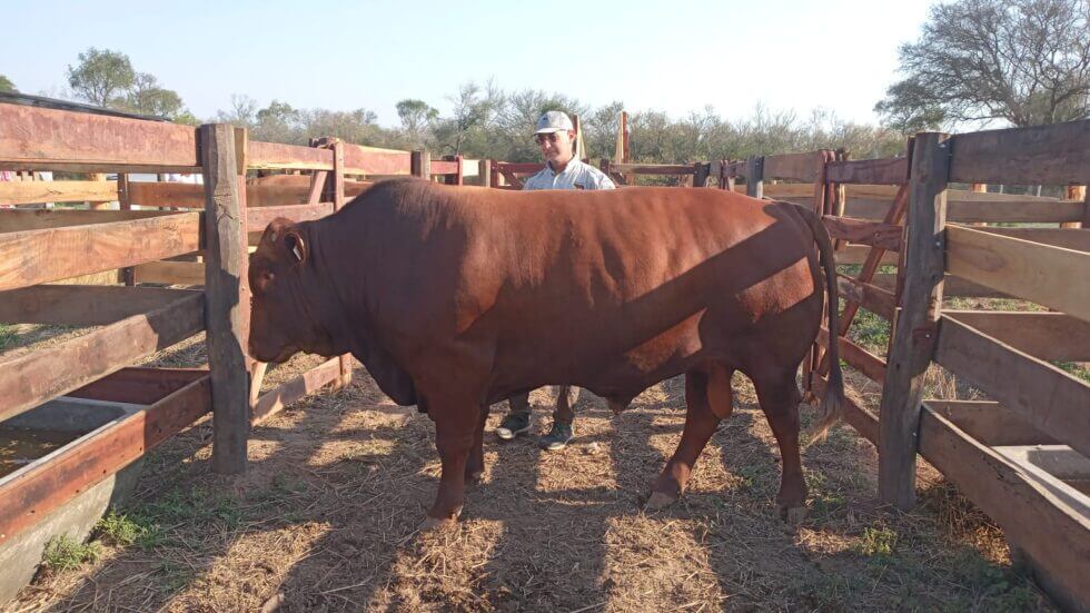 bonsmara agronea pampa