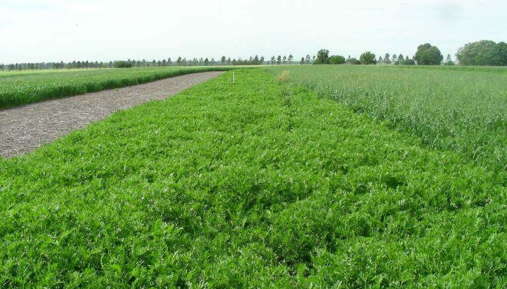 Una “fábrica” natural de nitrógeno y fósforo: leguminosas, la clave oculta para nutrir la soja Una “fábrica” natural de nitrógeno y fósforo: leguminosas, la clave oculta para nutrir la soja